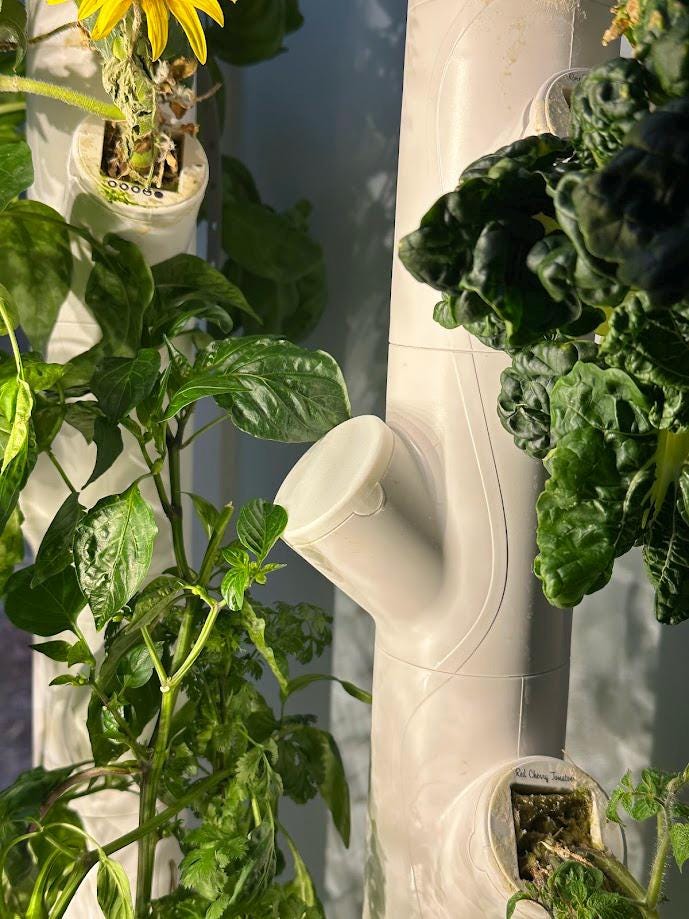 Hydroponic gardening system with plants growing vertically.